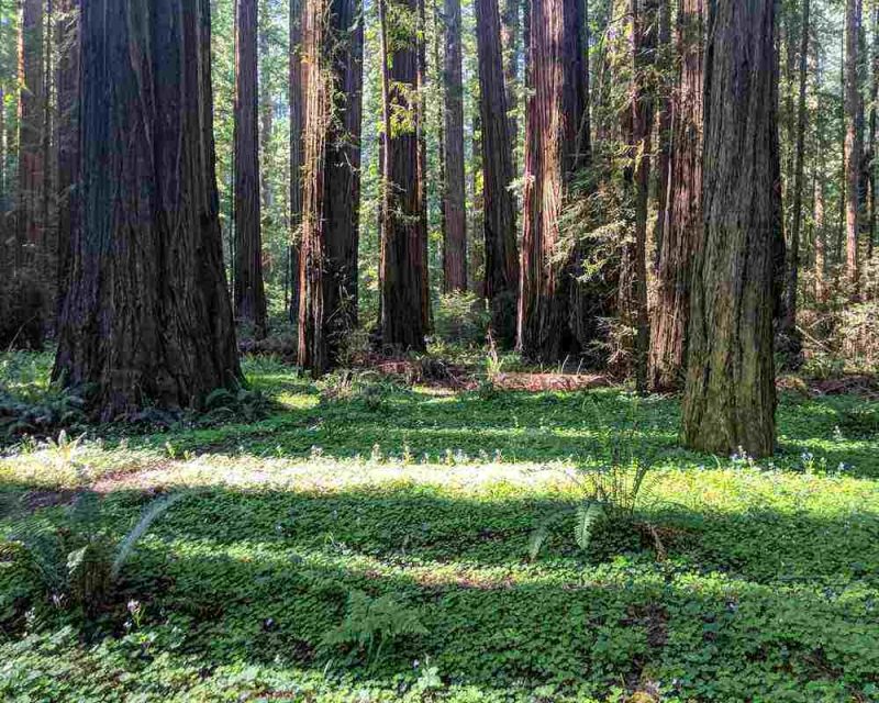 The Redwood Forests are one of the highlights of this Northern California road trip itinerary. 