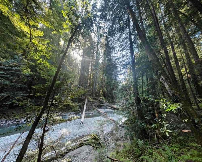 Rockefeller Forest is another fascinating stop to make in Northern California. 