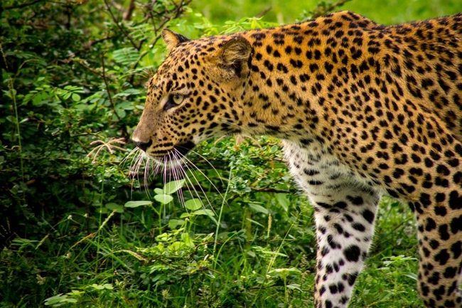 Adventure Travel - Leopard seen at Yala, Sri Lanka