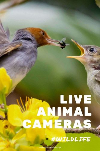 Live animal cameras in the wild