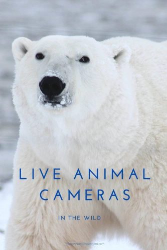 Live animal cameras in the wild