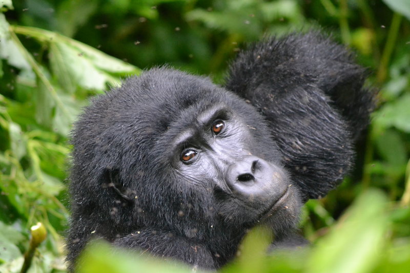 seeing mountain gorillas is an incredible adventure