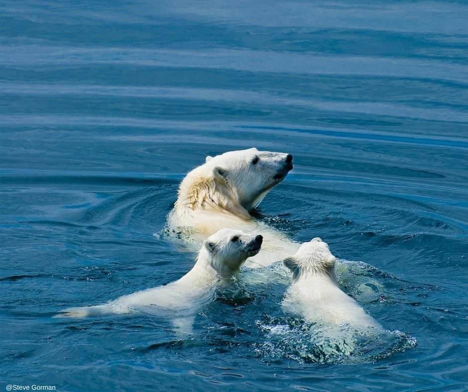 seeing polar bears is a highlight on the Arctic Safari Tour