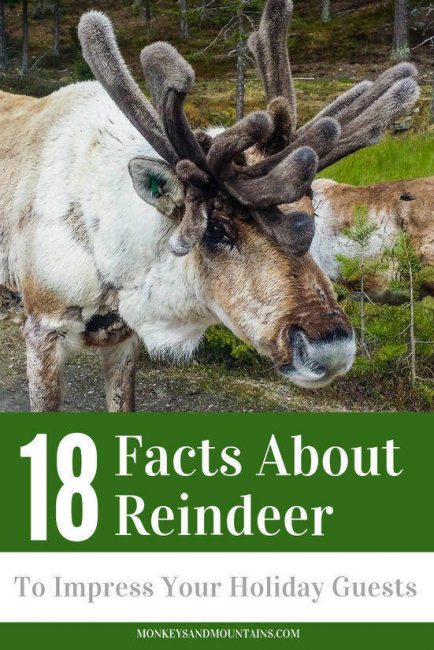 how many of these 18 facts do you know about reindeer?