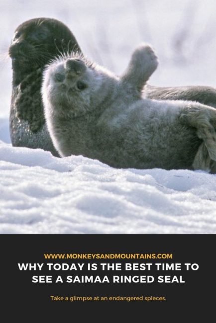 saimaa ringed seal