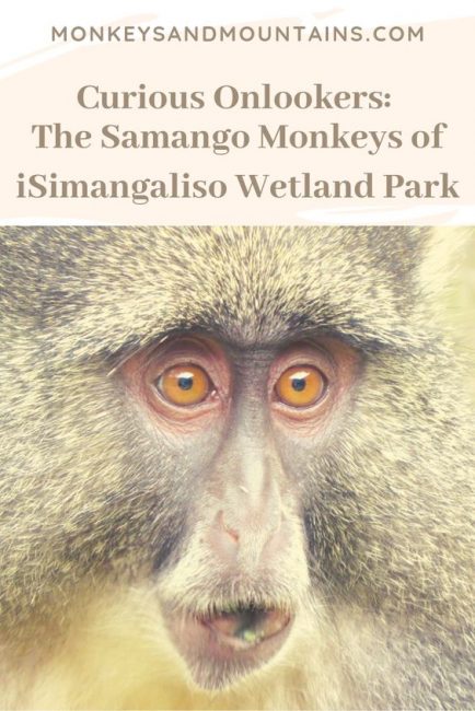 samango monkey