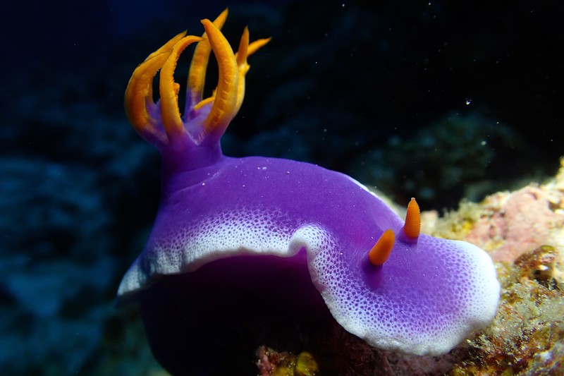 A colourful nudibranch seen while diving in the Kerama Islands in Okinawa, Japan. 