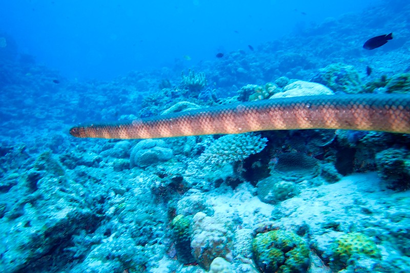 Sea snake seen while diving Keramashoto National Park in Tokyo.