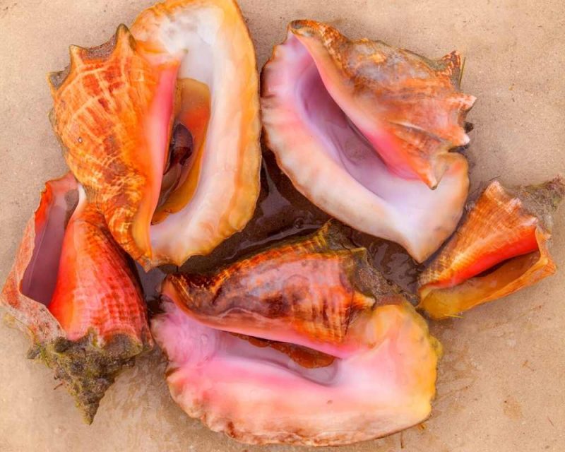 Sea shells can be found on several beaches in Ten Thousand Islands.