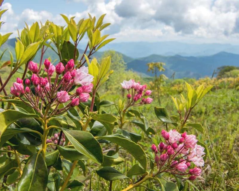 Hike up to the top of Silers Bald and be amazed by the wildflowers.