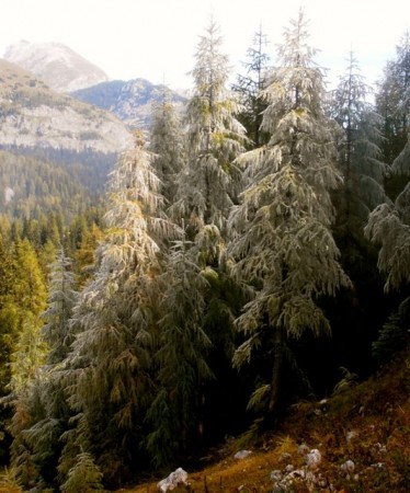 frost on trees as seen while hiking in Triglav National Forest