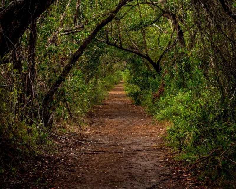 Traverse a mangrove covered path on the Snake Bight Trails. It's one of the best things to do in the Everglades. 