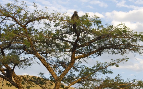 South African wildlife: Baboon in tree, South Africa