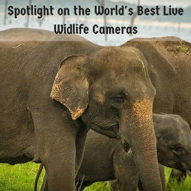 Spotlight On The World's Best Live Wildlife Cameras