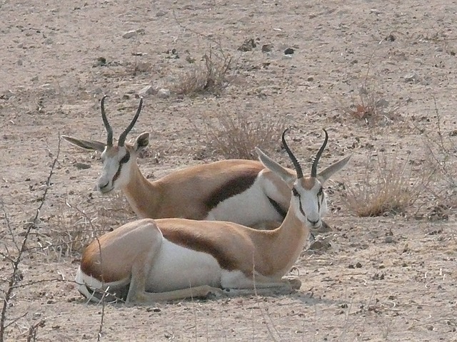 2 springbok 