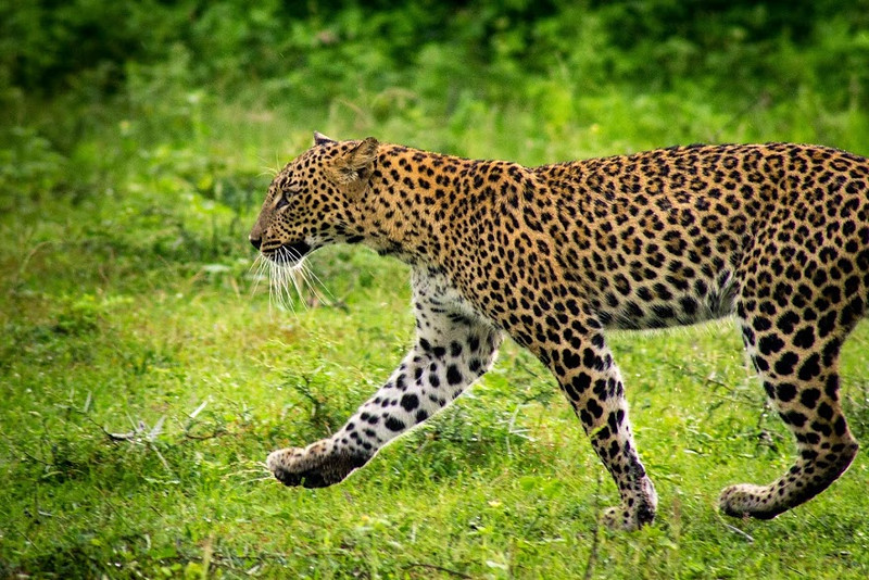 Leopard cub going toward his sibling and mother after hanging out in a tree at Yala.