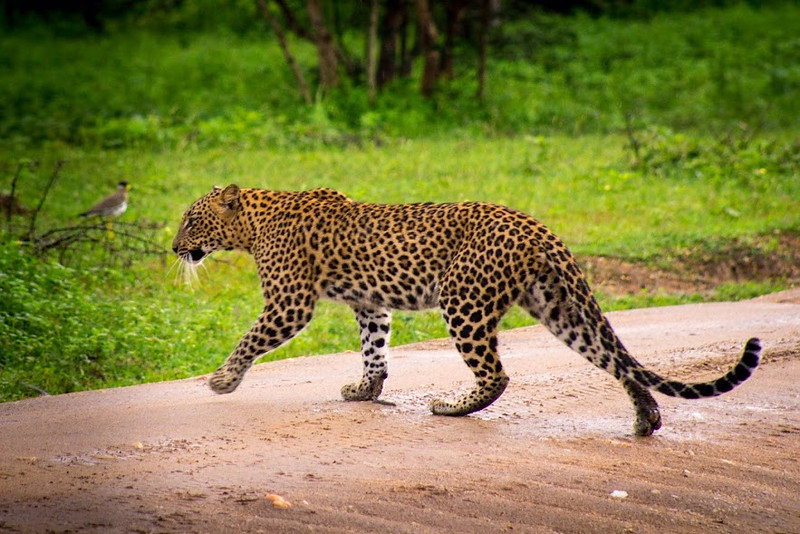 Leopard crossing the road at Yala National Park, which has the highest leopard density in the world! 