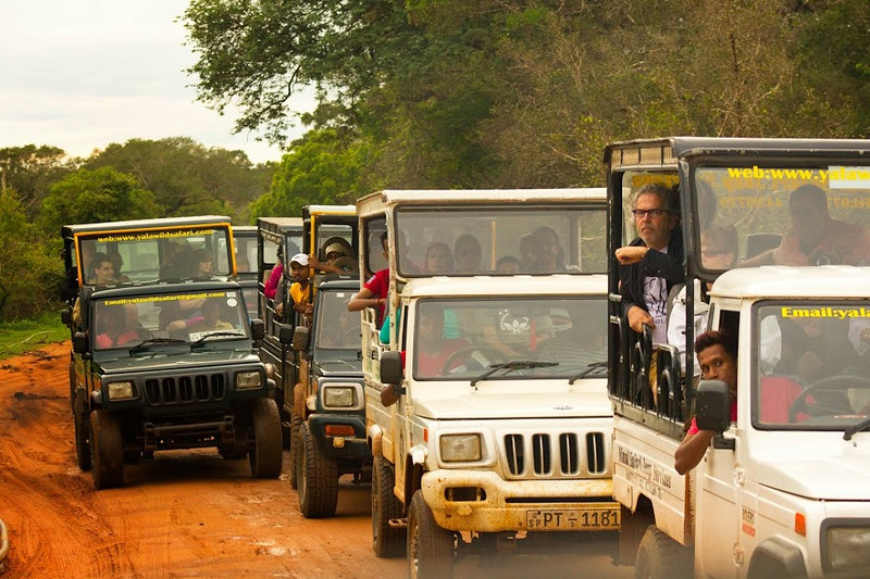 Jeeps at Yala in Sri Lanka crowd out leopards causing them undue stress. Avoid this form of animal cruelty by telling your driver to back off.