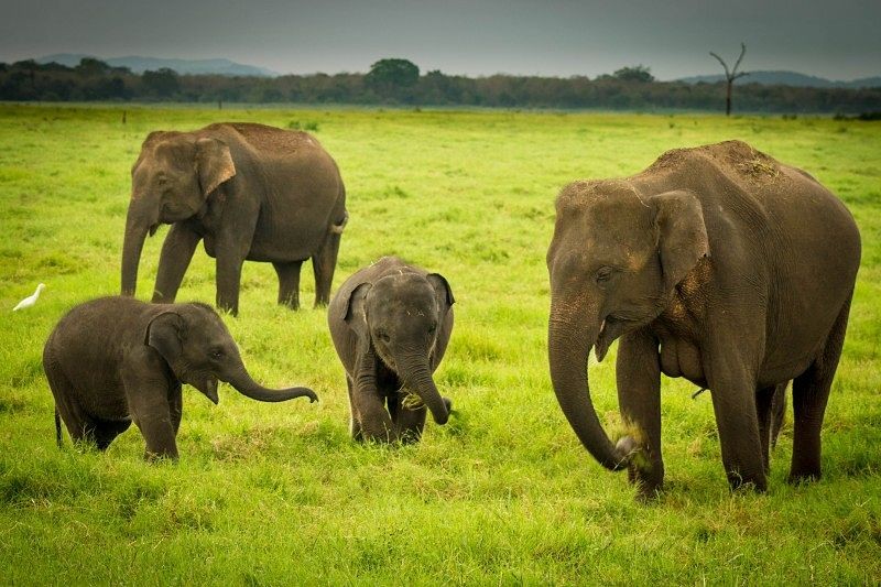 Adventure Travel - Elephants family at Kaudulla National Park in Sri Lanka