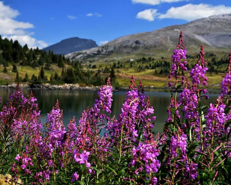 Sunshine Meadows hike - Sunshine Meadow Banff