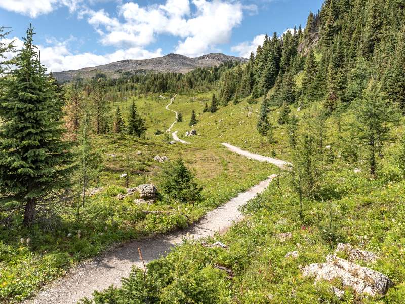 easy hikes in sunshine meadows trail