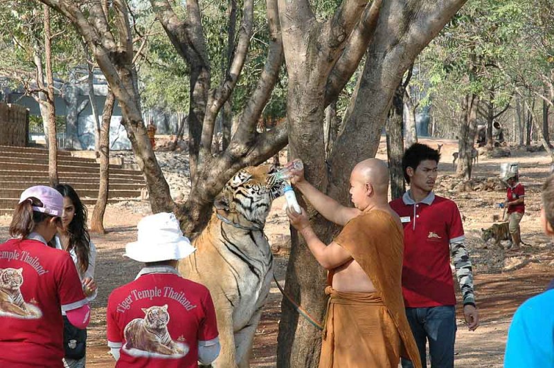 Tiger farms created for tourists cause the tigers an incredible amount of suffering.