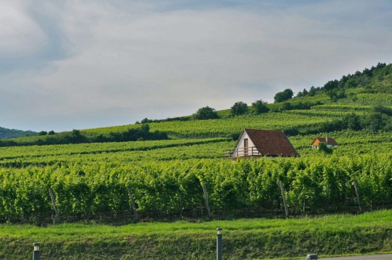 Hungary has beautiful vineyards to explore