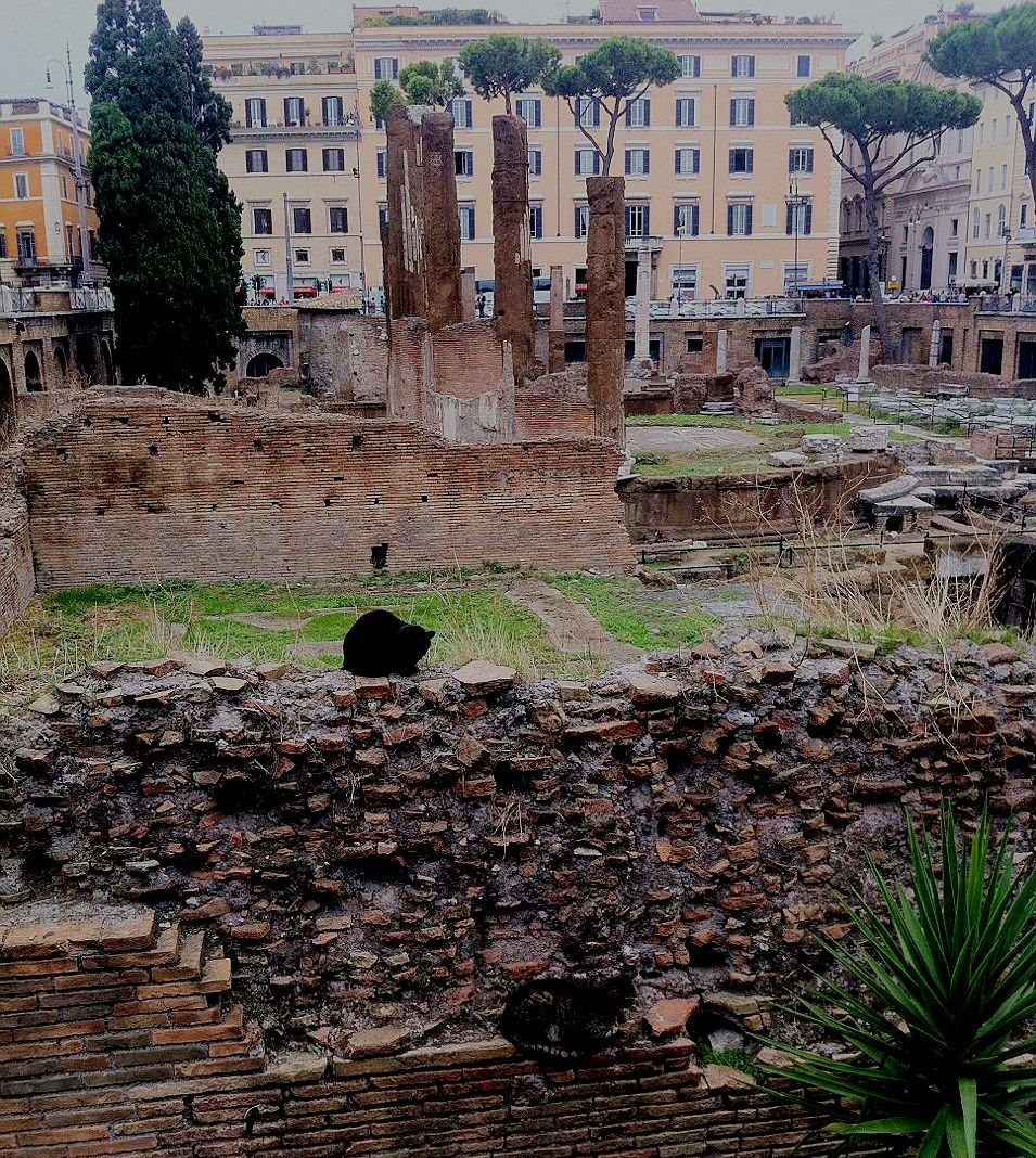 Black rescue cat in Rome