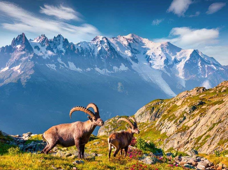 ibex seen on the tour du mont blanc hiking tour