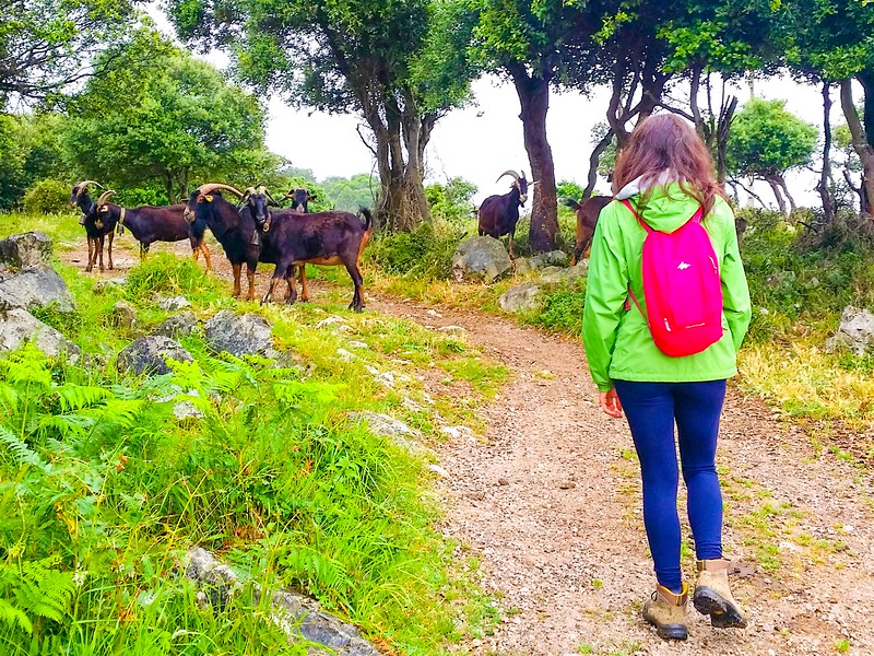 Walking a short section of the Northern Way from Castro Urdiales to Guriezo in Cantabria. 