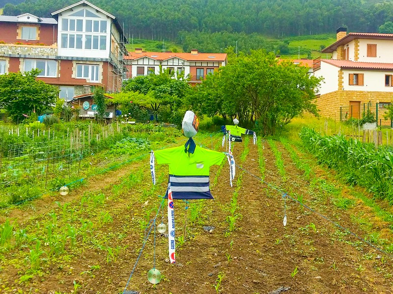 You get to see how real people live, even when walking a short section of the Northern Way in Cantabria. 