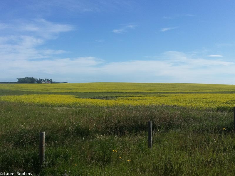 Canola fields near Drumheller, Alerta