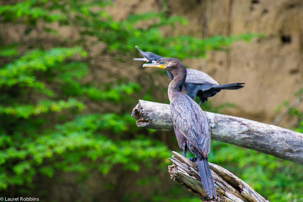 Mexico is home to an incredible 1026 species of birds! 