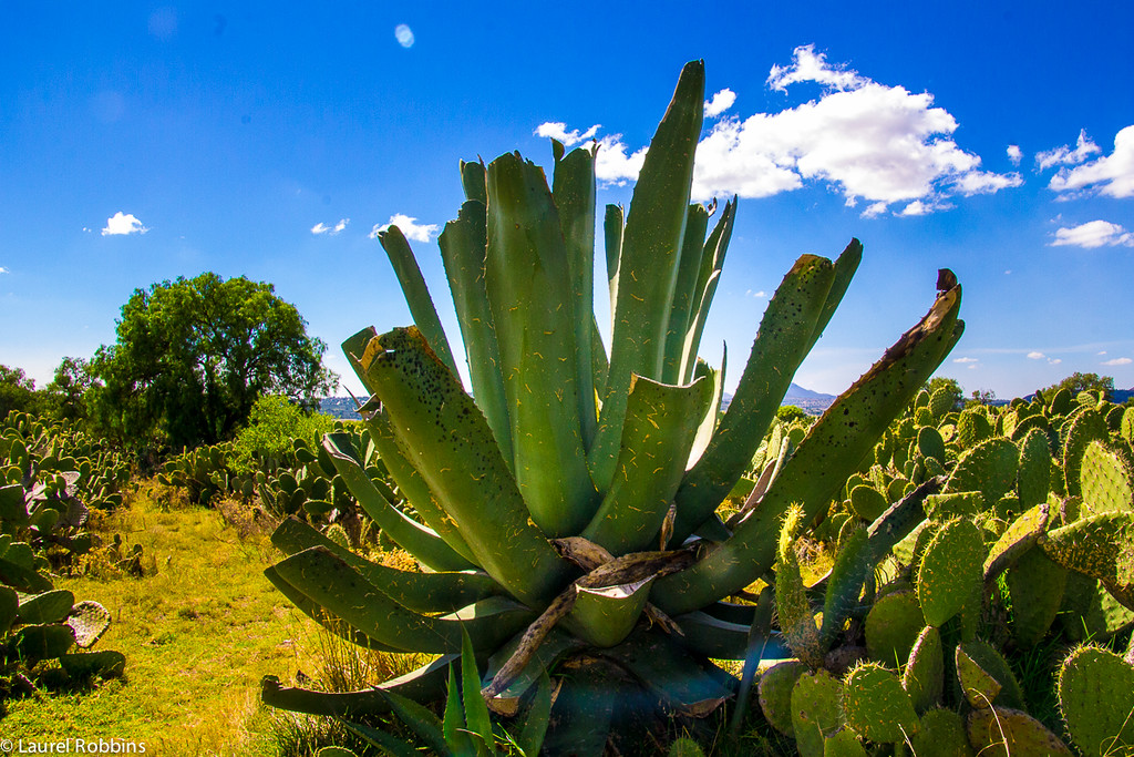 Agave plants serve as the base for Mexico's most popular drink - tequila! 