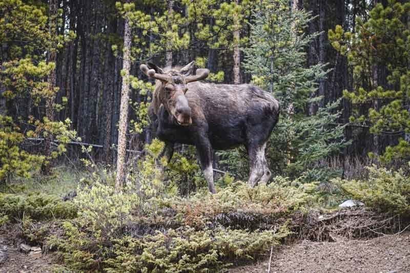 During warmer months you will be sure to see a diverse range of wildlife. Including Moose!