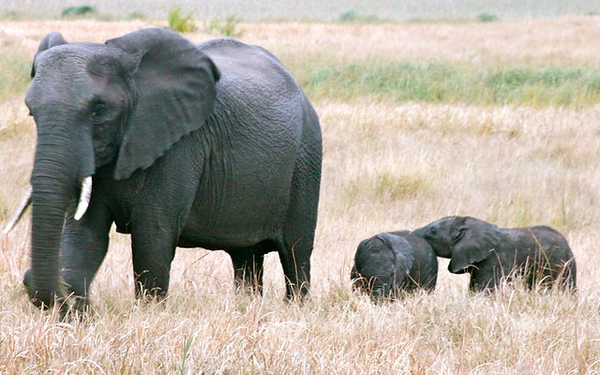 Elelphant with 2 elephant calfs