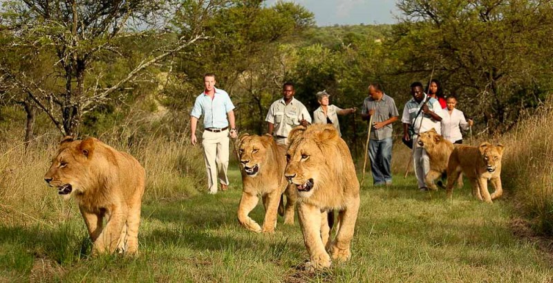 walking with lions is condemning lions to a life in cruel captivity or being sold for canned hunting, in other words it's animal cruelty