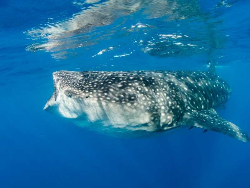 go snorkelling with the largest fisn in the world in Holbox, Mexico, the whale shark