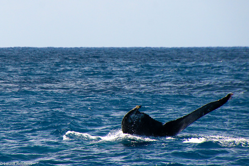 Humpback whale in the Kerama Islands in Okinawa, Japan.