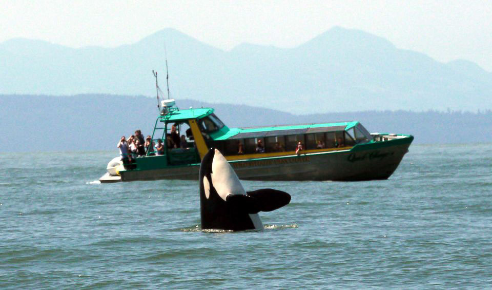 whales are one of the main tourist attractions to the West Coast