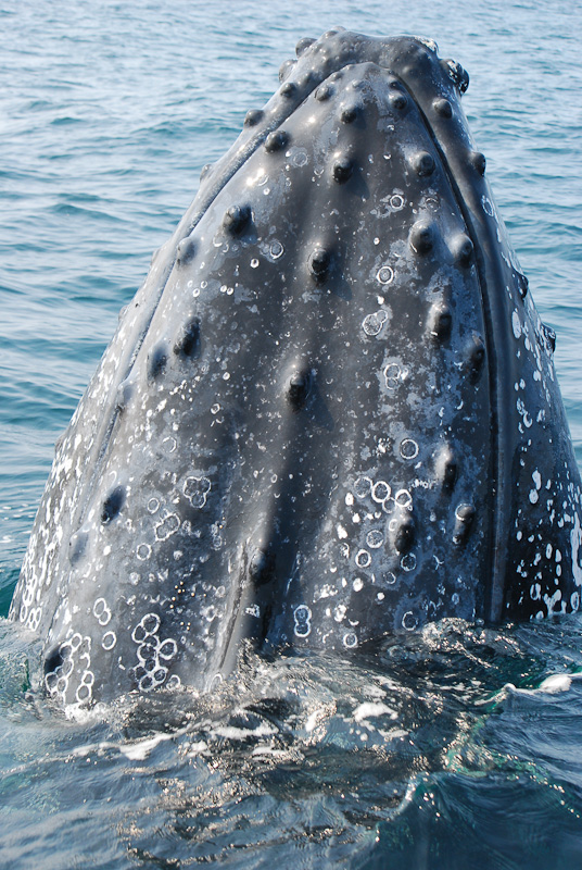 hump back whale seen while whale watching in St. Lucia, South Africa