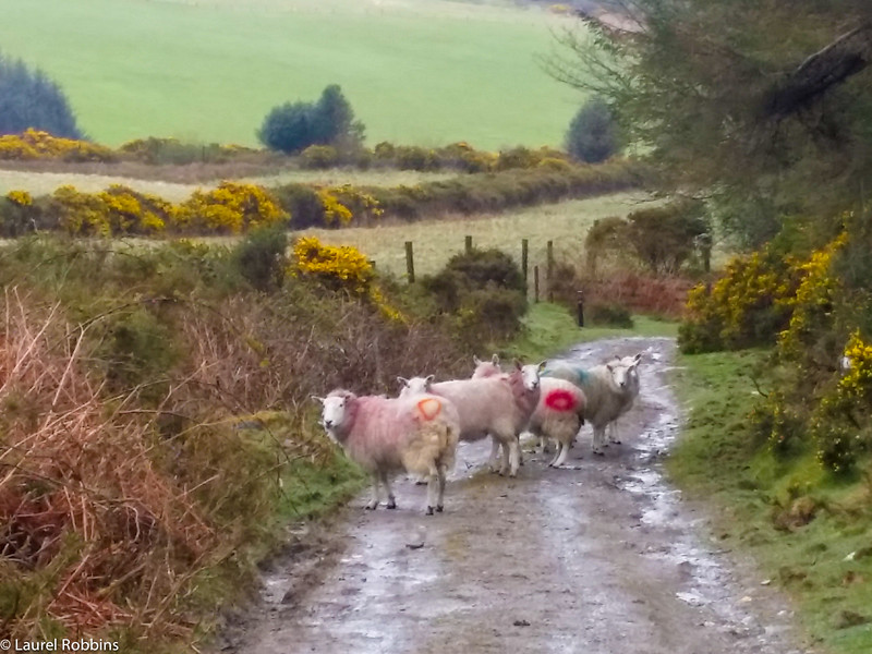 You will see a lot of sheep when you walk the Wicklow Way!