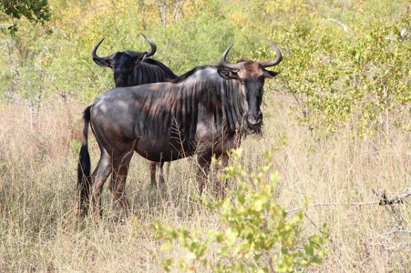 2 Wildebeest grazing