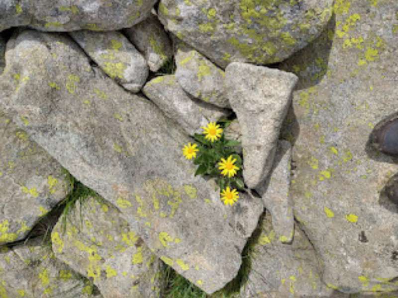 schöne Wildblumen auf dem Weg beim Wandern