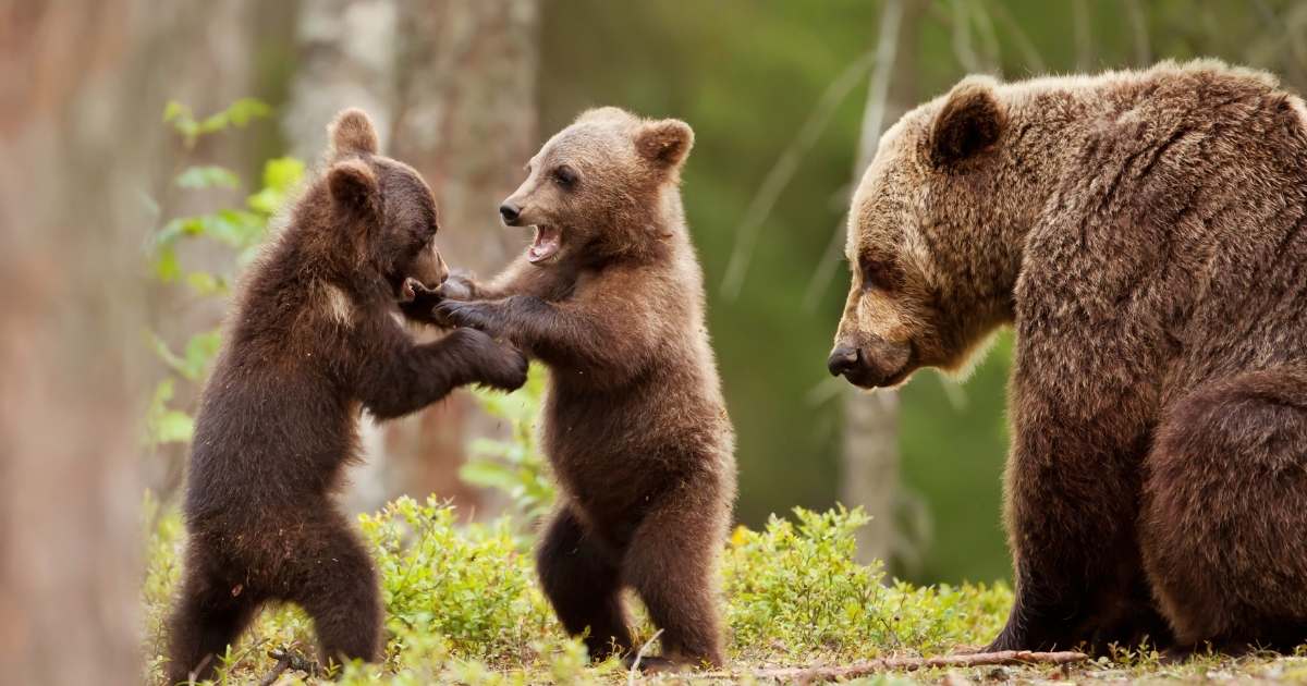 see wildlife in Banff from bears to birds and more