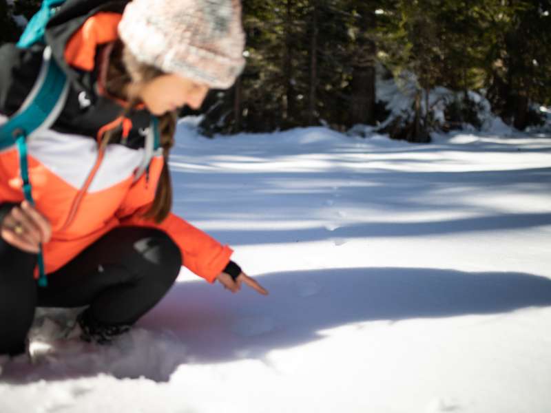 look for wildlife tracks on your hike