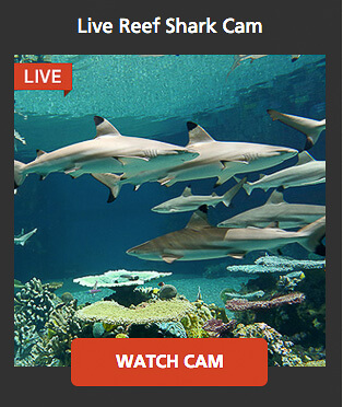 wildlife shark camera