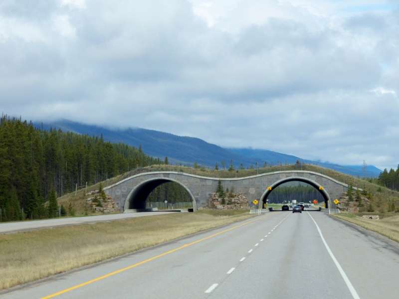 one of six wildlife overpasses to keep wildlife safe in Banff