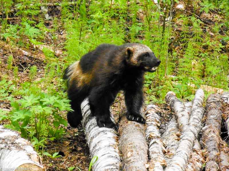 wolverine watching in Lentiira Finland