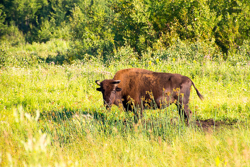 Young wood bison on the south side of Elk Island National Park